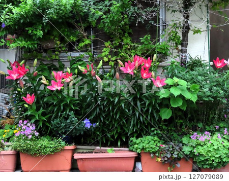 球根の花,満開のスカシユリの花,(梅雨)我が家の花壇 球根の花,満開のスカシユリの花,(梅雨)我が家の花壇 127079089
