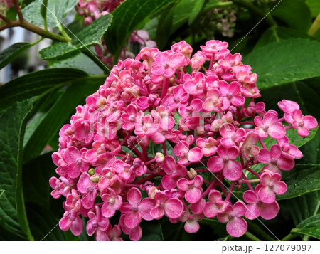 梅雨の壇の花、雨の朝：あじさい：花壇の花 127079097