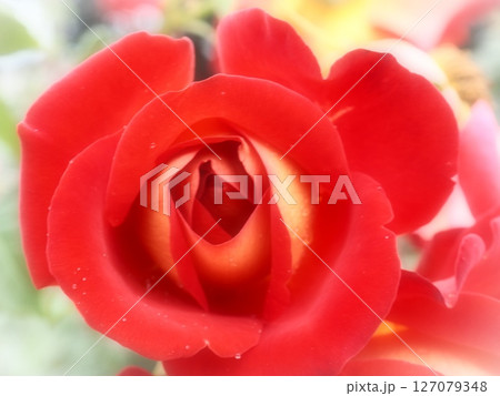 赤と黄色の美しい薔薇（afリ120250604095941) 127079348