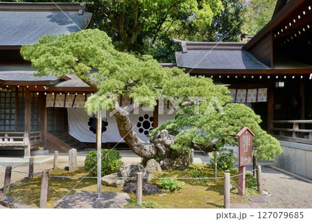 五葉の松・水前寺成趣園（熊本県・熊本市） 127079685