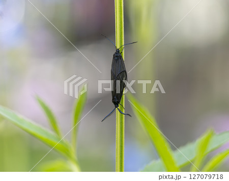 繁殖期のタケノホソクロバ 繁殖期のタケノホソクロバ 127079718