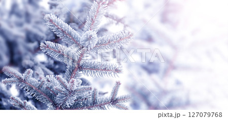 Horizontal Christmas background with spruce covered with frost. Holiday wintery banner with frozen branches of fir tree. Festive banner featuring a frosted fir branch. Photo toned in blue color Horizontal Christmas background with spruce covered with frost. Holiday wintery banner with frozen branches of fir tree. Festive banner featuring a frosted fir branch. Photo toned in blue color 127079768