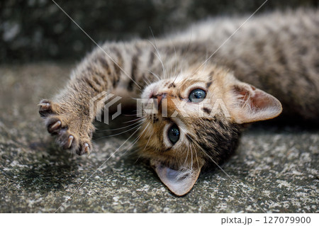 Playful Kitten Lying on Back with Raised Paw Playful Kitten Lying on Back with Raised Paw 127079900