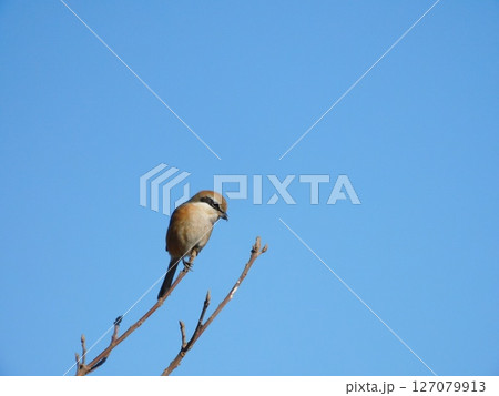 澄んだ青空と枝先にとまるモズの野鳥ポートレート 澄んだ青空と枝先にとまるモズの野鳥ポートレート 127079913