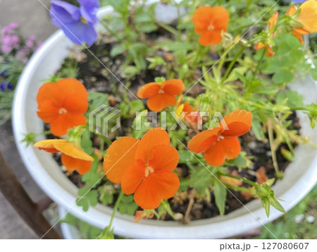 Flower 花 Flower 花 127080607