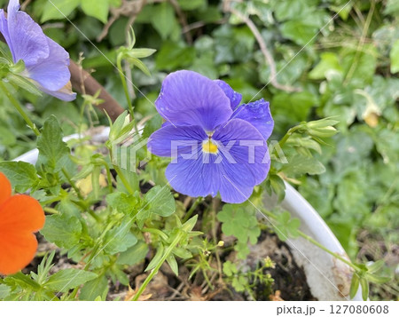 Flower　花 127080608