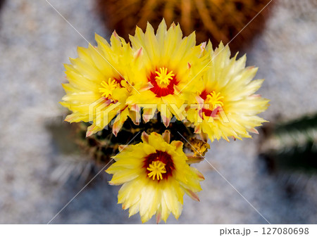 Beautiful macro shots of prickly cactus. Background and textures Beautiful macro shots of prickly cactus. Background and textures 127080698