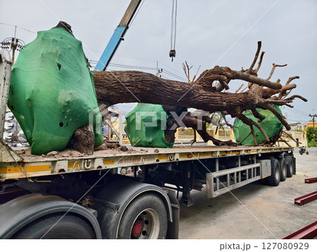 A large truck is transporting an oversized tree on its flatbed A large truck is transporting an oversized tree on its flatbed 127080929