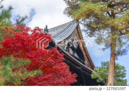 京都　相国寺の法堂（無畏堂）と紅葉 127081097