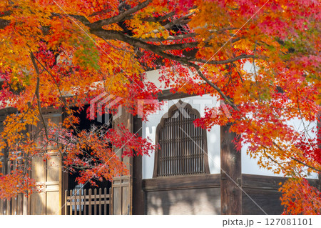 京都 相国寺の法堂(無畏堂)と紅葉 京都 相国寺の法堂(無畏堂)と紅葉 127081101