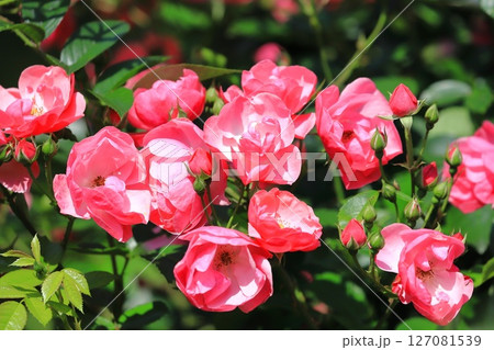 満開のバラ「アンジェラ」 127081539