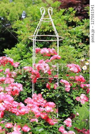 満開のバラ「アンジェラ」 満開のバラ「アンジェラ」 127081541