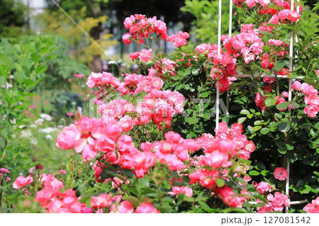 満開のバラ「アンジェラ」 満開のバラ「アンジェラ」 127081542