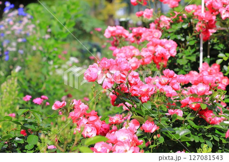 満開のバラ「アンジェラ」 満開のバラ「アンジェラ」 127081543