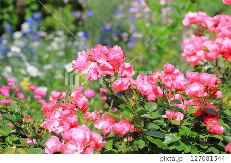 満開のバラ「アンジェラ」 127081544