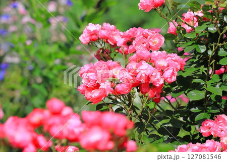 満開のバラ「アンジェラ」 満開のバラ「アンジェラ」 127081546