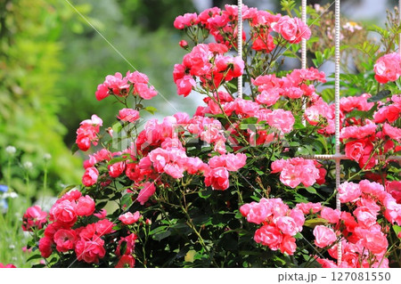 満開のバラ「アンジェラ」 満開のバラ「アンジェラ」 127081550