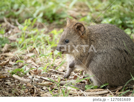 クオッカ(動物園) クオッカ(動物園) 127081689