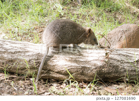 クオッカ(動物園) クオッカ(動物園) 127081690