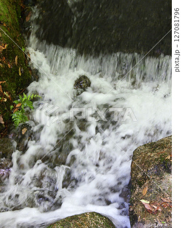 びわこ文化公園　夕照の庭 127081796