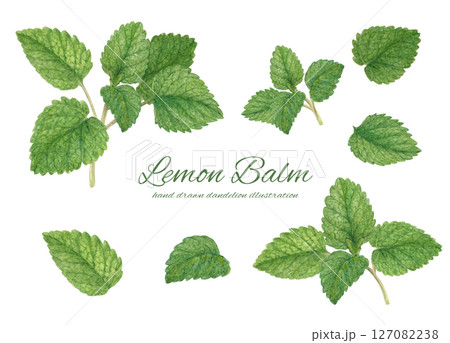 水彩で描いたレモンバームのイラスト素材セット 127082238