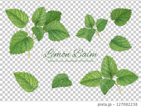 水彩畫的檸檬香蜂草插圖集 水彩畫的檸檬香蜂草插圖集 127082238