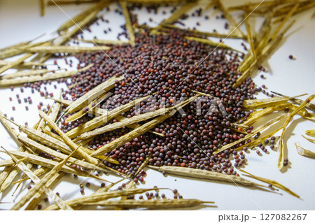 収穫した菜種 127082267