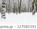beautiful winter forest  and the road 127082391