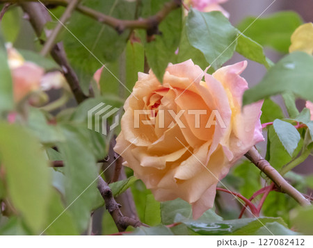 Yellow pink rose hybrid tea shaped bloom with water drops. Beautiful rose flower with peach petals. Yellow pink rose hybrid tea shaped bloom with water drops. Beautiful rose flower with peach petals. 127082412