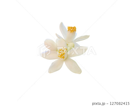 Orange tree flowers and buds isolated on white background Orange tree flowers and buds isolated on white background 127082415