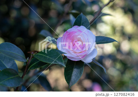White and pink camellia japonica bicolor rose form flower with green leaves. White and pink camellia japonica bicolor rose form flower with green leaves. 127082416