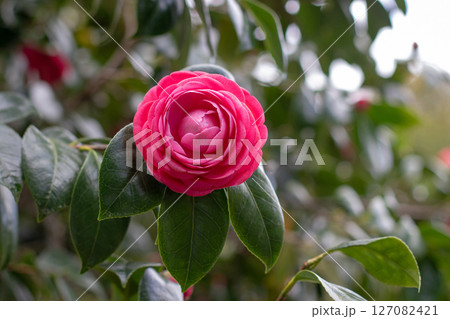 Pink camellia rose form flower and green foliage. Pink camellia rose form flower and green foliage. 127082421