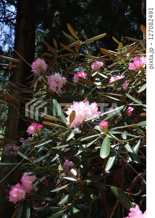 石楠花の咲くころの室生寺 127082491