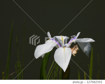 びわこ文化公園 花菖蒲(夕照の庭) びわこ文化公園 花菖蒲(夕照の庭) 127082501