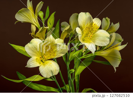 Gentle Yellow Alstroemeria Flowers on a Warm Brown Background Gentle Yellow Alstroemeria Flowers on a Warm Brown Background 127082510