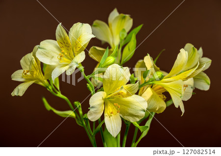 Gentle Yellow Alstroemeria Flowers on a Warm Brown Background Gentle Yellow Alstroemeria Flowers on a Warm Brown Background 127082514