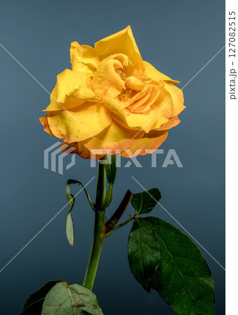 Elegant Yellow Rose Adorned with Dew Drops Elegant Yellow Rose Adorned with Dew Drops 127082515