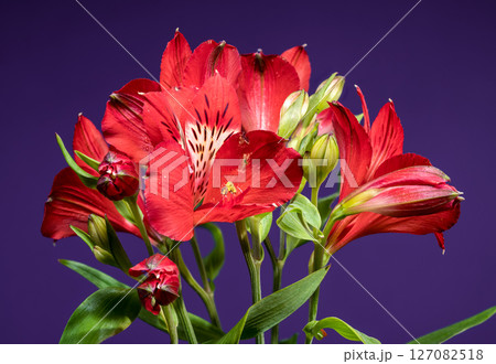 Bold Red Alstroemeria Flowers on a Deep Purple Backdrop 127082518