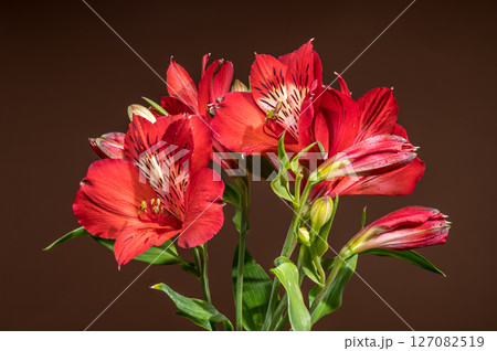 Radiant Red Alstroemeria Flowers on a Warm Brown Background 127082519