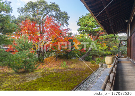京都 相国寺 紅葉が見頃の開山堂庭園「龍渕水の庭」 京都 相国寺 紅葉が見頃の開山堂庭園「龍渕水の庭」 127082520