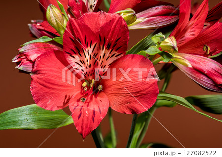 Bold Red Alstroemeria Flowers on a Matching Red Background 127082522
