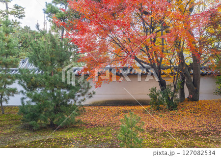 京都　相国寺　紅葉が見頃の開山堂庭園「龍渕水の庭」 127082534