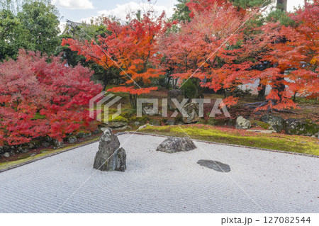 京都　相国寺　紅葉が見頃の開山堂庭園「龍渕水の庭」 127082544