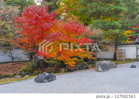 京都　相国寺　紅葉が見頃の開山堂庭園「龍渕水の庭」 127082563
