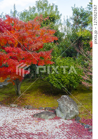 京都 相国寺 紅葉が見頃の開山堂庭園「龍渕水の庭」 京都 相国寺 紅葉が見頃の開山堂庭園「龍渕水の庭」 127082567