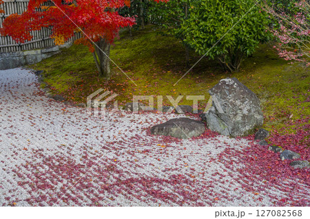 京都　相国寺　紅葉が見頃の開山堂庭園「龍渕水の庭」 127082568