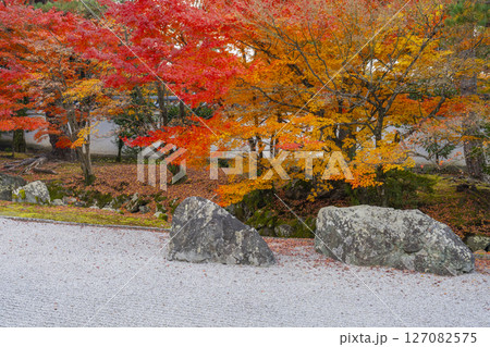 京都　相国寺　紅葉が見頃の開山堂庭園「龍渕水の庭」 127082575