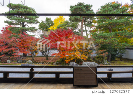 京都　相国寺　紅葉が見頃の開山堂庭園「龍渕水の庭」 127082577