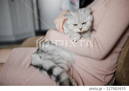A Scottish Shorthair cat allows a woman to pet him 127082635