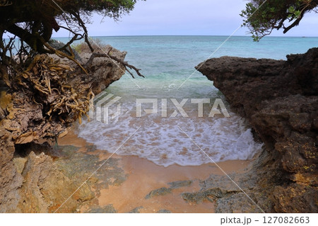 波照間島南浜の毛原崎ハマシタン群落 波照間島南浜の毛原崎ハマシタン群落 127082663